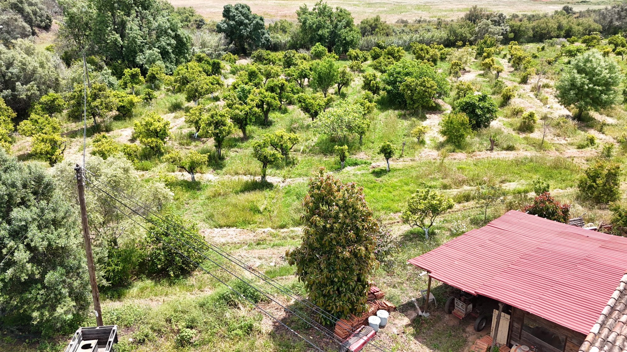 Orange Grove Adventure: From Tree to Table — photo 2